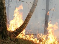 В ЛЕСАХ ГРОДНЕНСКОЙ ОБЛАСТИ УЖЕ ЗАФИКСИРОВАНО 49 СЛУЧАЕВ ВОЗГОРАНИЙ. КАКИЕ САМЫЕ ЧАСТНЫЕ ПРИЧИНЫ ЛЕСНЫХ ПОЖАРОВ