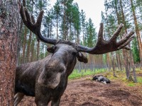 ОХОТА НА ЛОСЯ, БЛАГОРОДНОГО ОЛЕНЯ И ЛАНЬ НАЧНЕТСЯ В БЕЛАРУСИ С 20 АВГУСТА