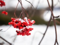 БУДЕТ ЛИ СНЕГ НА НОВЫЙ ГОД В БЕЛАРУСИ? ОТВЕТ ЗНАЮТ В БЕЛГИДРОМЕТЕ  