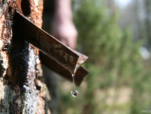 ПЕРВЫМИ К ЗАГОТОВКЕ БЕРЕЗОВОГО СОКА ПРИСТУПЯТ ЛЕСХОЗЫ БРЕСТСКОЙ ОБЛАСТИ