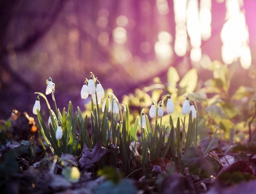 ДЕНЬ ВЕСЕННЕГО РАВНОДЕНСТВИЯ-2023: КАКОГО ЧИСЛА, ЧЕМ ПРИМЕЧАТЕЛЕН ЭТОТ ДЕНЬ, ТРАДИЦИИ И ЗАПРЕТЫ