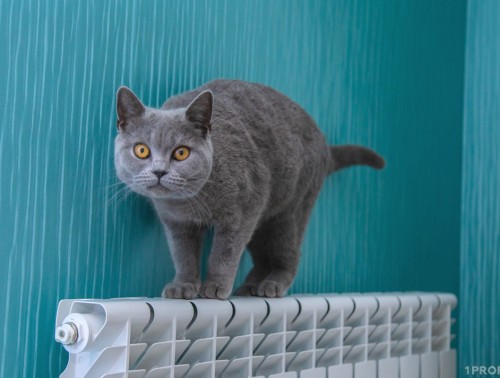 КОГДА В БЕЛАРУСИ В 2023 ГОДУ ОТКЛЮЧАТ ОТОПЛЕНИЕ? УЗНАЛИ, ЧТО ГОВОРИТ ЗАКОН И КАКОВЫ ПРОГНОЗЫ СИНОПТИКОВ