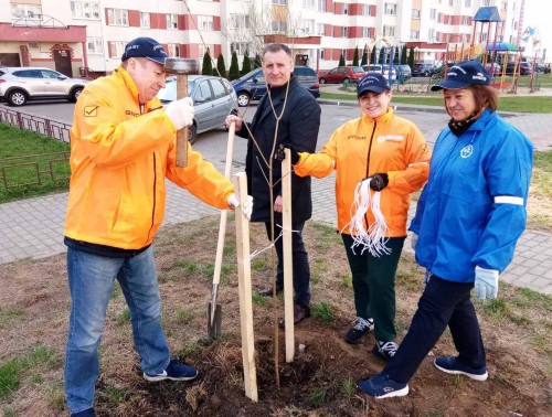 Техинспектор Гродненского профсоюза здравоохранения Александр Болотников принял участие в высадке деревьев в честь 45-летия Октябрьского района Гродно