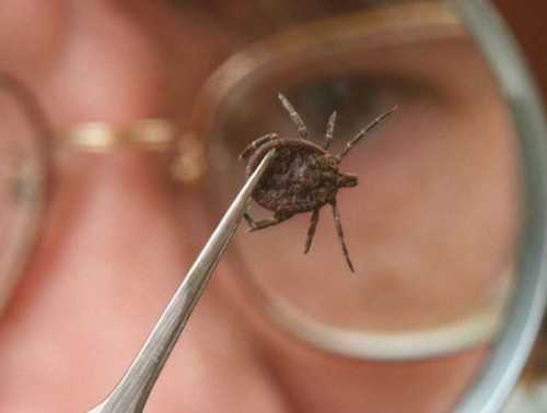 КАК ПОДГОТОВИТЬСЯ К ВЫЕЗДУ НА ПРИРОДУ И ЧТО ДЕЛАТЬ, ЕСЛИ ВСЕ-ТАКИ УКУСИЛ КЛЕЩ