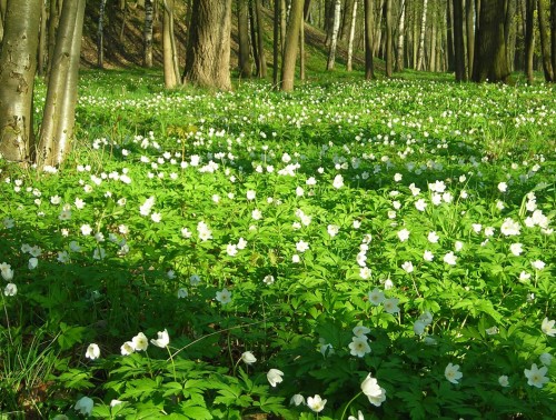 НЕ ПООЩРЯЙТЕ «ЦВЕТОЧНЫХ» БРАКОНЬЕРОВ! РАССКАЗЫВАЕМ ОБ УЩЕРБЕ ДЛЯ ПРИРОДЫ И ШТРАФАХ ЗА СБОР ПЕРВОЦВЕТОВ