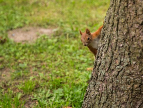 ЗАПРЕТЫ НА ПОСЕЩЕНИЕ ЛЕСОВ СНЯЛИ ПО ВСЕЙ БЕЛАРУСИ