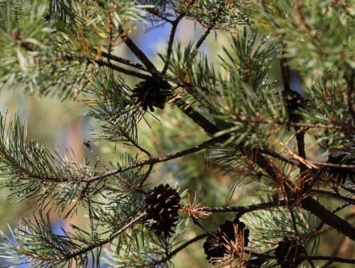 ВОЗДУХ В БЕЛАРУСИ СТАЛ ЧИЩЕ – ДАННЫЕ СИСТЕМ МОНИТОРИНГА