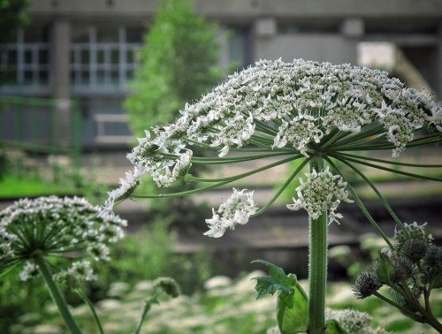 ЧЕМ ОПАСЕН БОРЩЕВИК СОСНОВСКОГО, И ЧТО ДЕЛАТЬ В СЛУЧАЕ ОЖОГА