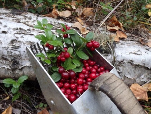 В РЕГИОНАХ БЕЛАРУСИ ОПРЕДЕЛЯЮТ СРОКИ СБОРА БРУСНИКИ И КЛЮКВЫ В 2023 ГОДУ