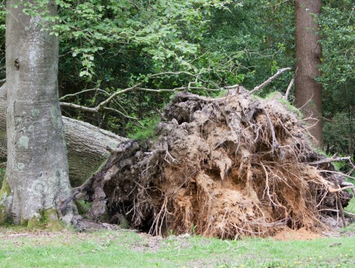 ВЕТЕР НАБЕДОКУРИЛ – КУДА ОБРАЩАТЬСЯ