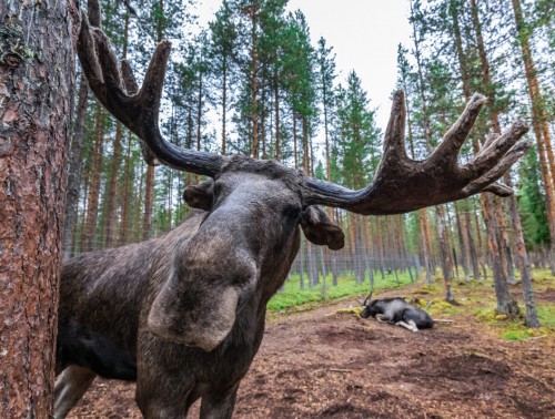 ОХОТА НА ЛОСЯ, БЛАГОРОДНОГО ОЛЕНЯ И ЛАНЬ НАЧНЕТСЯ В БЕЛАРУСИ С 20 АВГУСТА
