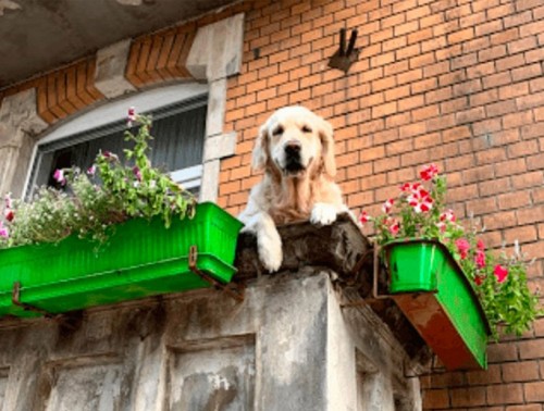 СКОЛЬКО И КАКИХ ЖИВОТНЫХ МОЖНО ДЕРЖАТЬ В КВАРТИРЕ