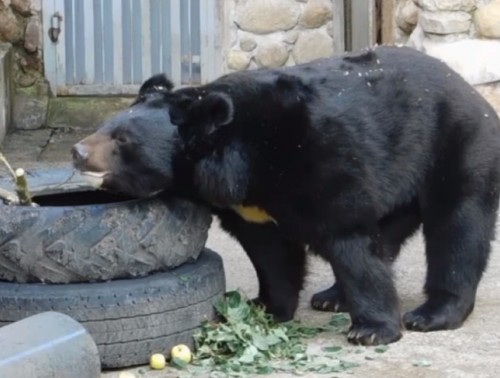 В ГРОДНЕНСКОМ ЗООПАРКЕ ПРОСНУЛИСЬ МЕДВЕДИ