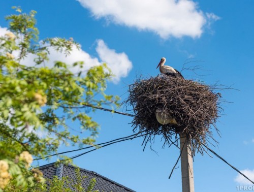 ЗАЧЕМ УСТАНАВЛИВАЮТ МЕТАЛЛИЧЕСКИЕ ОСНОВАНИЯ ДЛЯ ГНЕЗД АИСТОВ