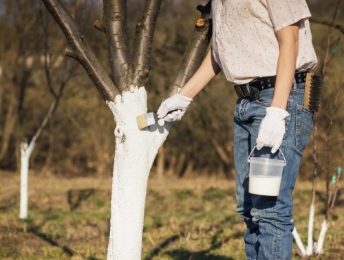 КОГДА И ЗАЧЕМ НУЖНО БЕЛИТЬ ДЕРЕВЬЯ