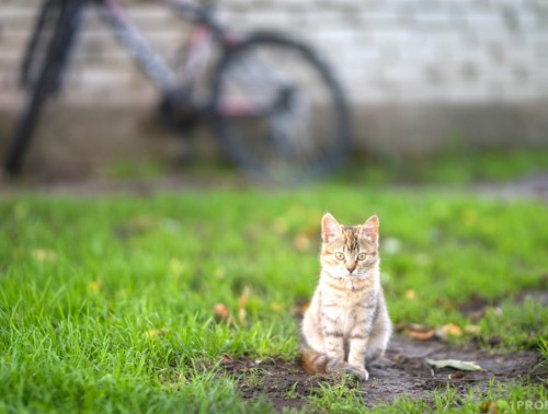 ТЕПЛО ДО +24 ГРАДУСОВ И ОЧЕРЕДНОЕ ПОХОЛОДАНИЕ. КАКОЙ БУДЕТ ПОГОДА С 8 ПО 14 АПРЕЛЯ