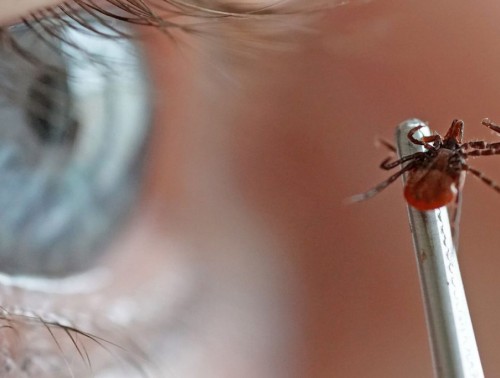 В ПАРКАХ И ЛЕСАХ БЕЛАРУСИ ПОЯВИЛИСЬ ПЕРВЫЕ КЛЕЩИ. КАКИЕ БОЛЕЗНИ ОНИ ПЕРЕНОСЯТ, И ЧТО ДЕЛАТЬ ПОСЛЕ УКУСА