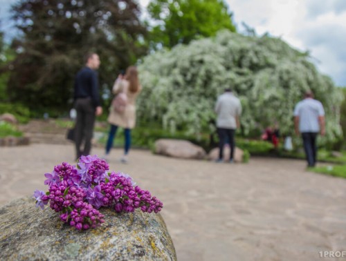 БУКЕТ С АРОМАТОМ ШТРАФА. С КАКОЙ СУММОЙ ПРИДЕТСЯ ПОПРОЩАТЬСЯ ЗА СОРВАННЫЕ СИРЕНЬ И ЧЕРЕМУХУ?