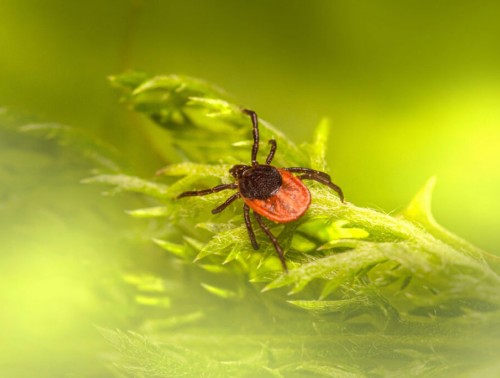 ПРИВИВКА ОТ КЛЕЩЕВОГО ЭНЦЕФАЛИТА: ГДЕ ВАКЦИНИРУЮТ И СКОЛЬКО ЭТО СТОИТ