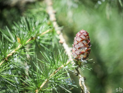 ПОГОДА В БЕЛАРУСИ 8 АВГУСТА: ПРЕИМУЩЕСТВЕННО БЕЗ ОСАДКОВ, СЛАБЫЙ ВЕТЕР И ОТ +10 °С до +29 °С