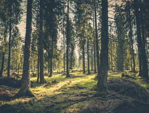 ФПБ ПРИМЕТ АКТИВНОЕ УЧАСТИЕ В ВОССТАНОВЛЕНИИ ЛЕСНОГО ФОНДА ПОСЛЕ НЕПОГОДЫ