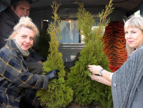 Волковысские медики высадили на территории больницы тридцать туй