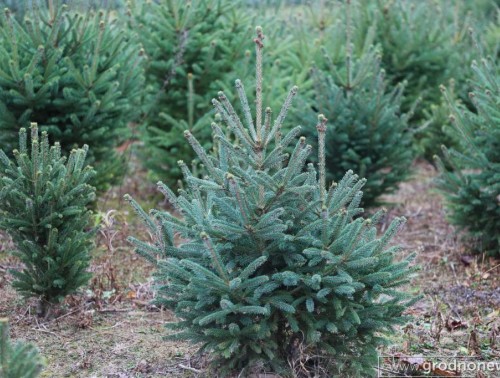 С 20 ДЕКАБРЯ НА ГРОДНЕНЩИНЕ НАЧНУТ РАБОТАТЬ ЁЛОЧНЫЕ БАЗАРЫ. УЗНАЛИ, ГДЕ И ЗА СКОЛЬКО МОЖНО КУПИТЬ ЁЛКУ