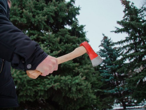 СРУБЛЕННАЯ В ЛЕСУ ЕЛКА МОЖЕТ ОБЕРНУТЬСЯ ШТРАФОМ