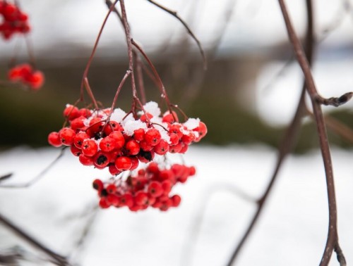 БУДЕТ ЛИ СНЕГ НА НОВЫЙ ГОД В БЕЛАРУСИ? ОТВЕТ ЗНАЮТ В БЕЛГИДРОМЕТЕ
