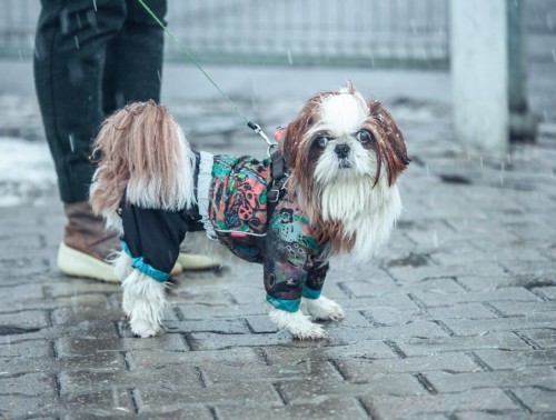 МОКРЫЙ СНЕГ И ДОЖДЬ «НАВЕСТЯТ» БЕЛОРУСОВ НА НОВЫЙ ГОД. ПРИДЕТ ЛИ ЗИМА В ЯНВАРЕ 2025 Г.?