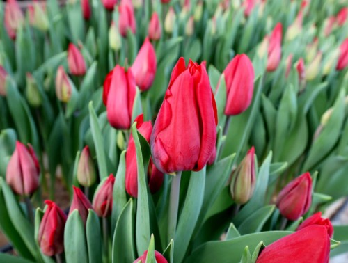 КАК СОХРАНИТЬ ПОДОЛЬШЕ БУКЕТ ТЮЛЬПАНОВ – ЛАЙФХАКИ