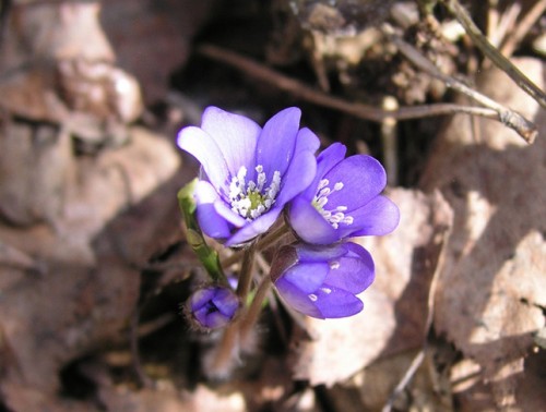 ПЕРВОЦВЕТЫ ЗАЦВЕЛИ В БЕЛОВЕЖСКОЙ ПУЩЕ