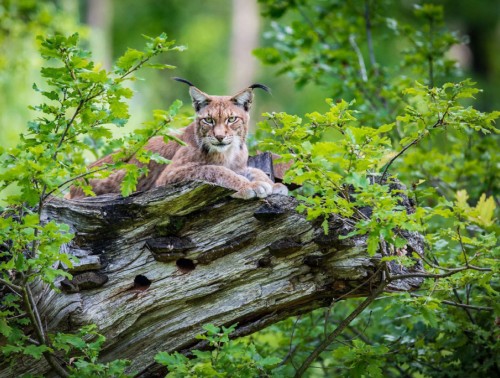 В БЕЛАРУСИ ОБНОВИЛИ КРАСНУЮ КНИГУ. КАКИЕ ВИДЫ ДОБАВИЛИ И ИСКЛЮЧИЛИ? 