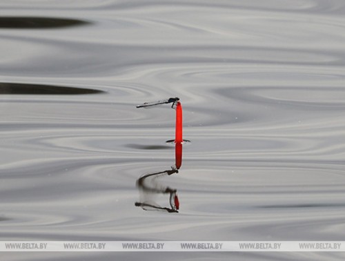 Сегодня медики из разных уголков Гродненской области соберутся на живописном берегу Зельвенского водохранилища, чтобы продемонстрировать свое мастерство в рыбной ловле на удочку, сообщает БЕЛТА