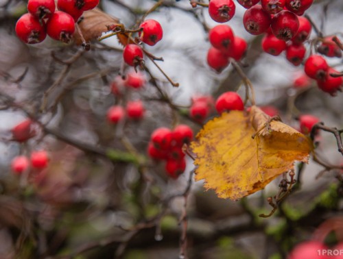 ЗИМА ЗАДЕРЖИВАЕТСЯ, НО ЗОНТИКИ ПРЯТАТЬ ЕЩЕ РАНО: КАКОЙ БУДЕТ ПОГОДА С 3 ПО 9 НОЯБРЯ  