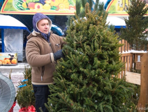 СКОЛЬКО БУДУТ СТОИТЬ НОВОГОДНИЕ ДЕРЕВЬЯ НА ЕЛОЧНЫХ БАЗАРАХ?  