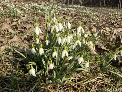 Фотозарисовка. В Гродно замечены первые подснежники — предлагаем полюбоваться вестниками весны