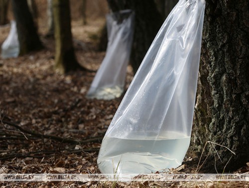 В начале следующей недели в лесхозах Гродненской области планируют приступить к сбору березового сока