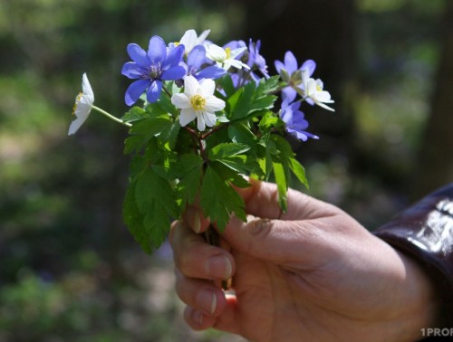 Весенние цветы под защитой: какие штрафы грозят за сбор первоцветов и черемши