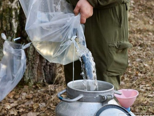 В Гродно стартует продажа березового сока: где купить и сколько будет стоить?