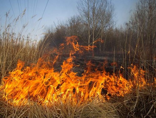 Почему опасно сжигать сухую растительность?