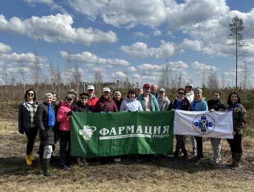 В Гожском лесничестве гродненские фармацевты высадили более тысячи саженцев березы